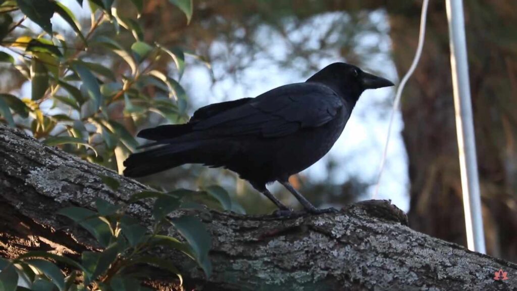 Spiritual Meanings of Black Crow