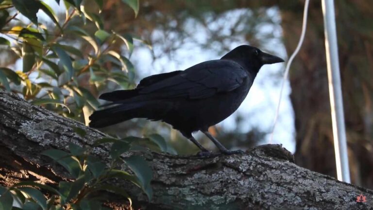 10 Spiritual Meanings of Black Crow