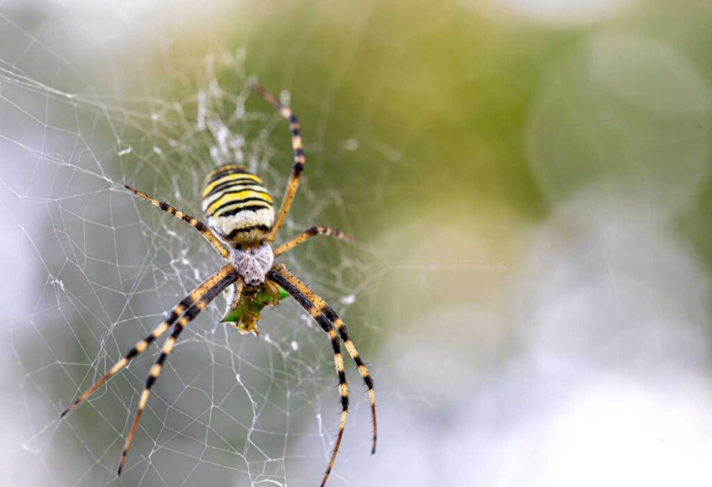 Removing cobwebs in a dream