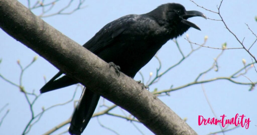 Crow Cawing at you