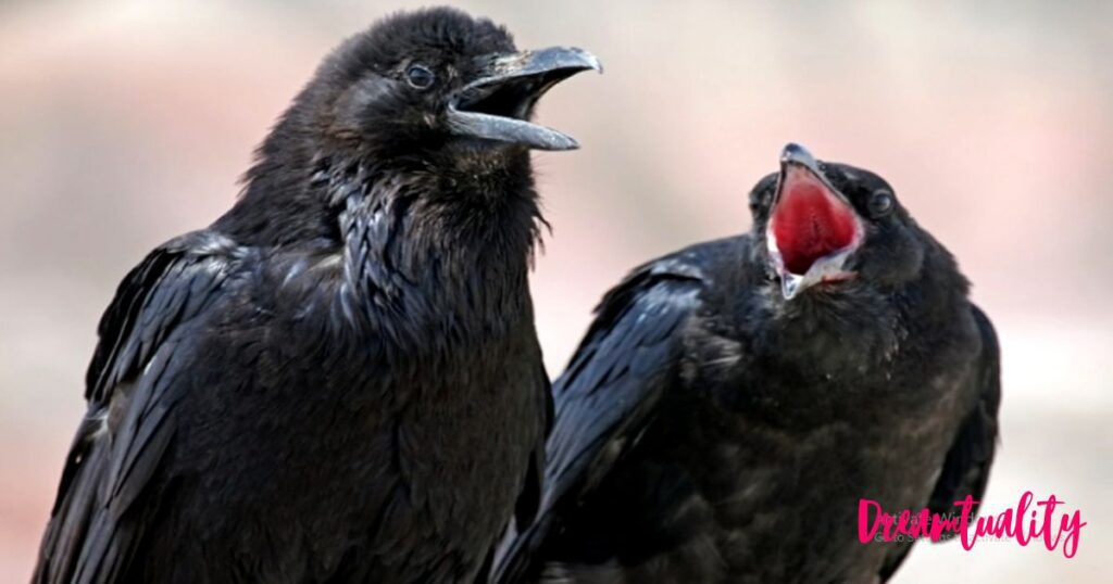 Crow Cawing At You From Outside Your Room’s Window