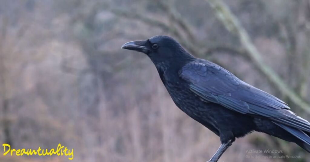 Crow Cawing Spiritual Meaning