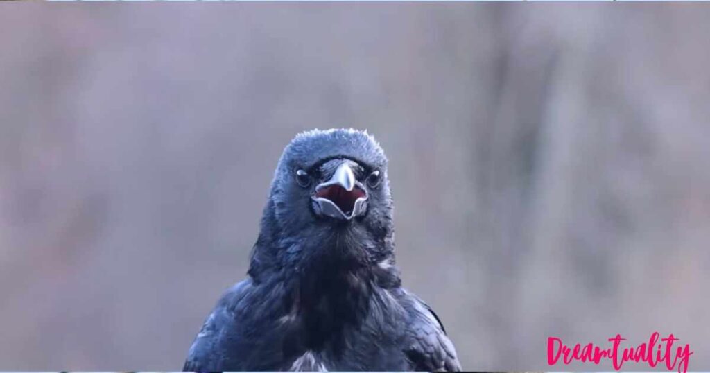 Crows spiritual meanings