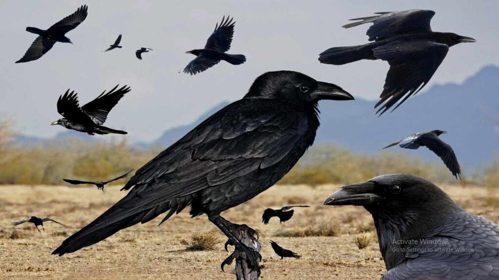 Spiritual Meanings of Black Crow