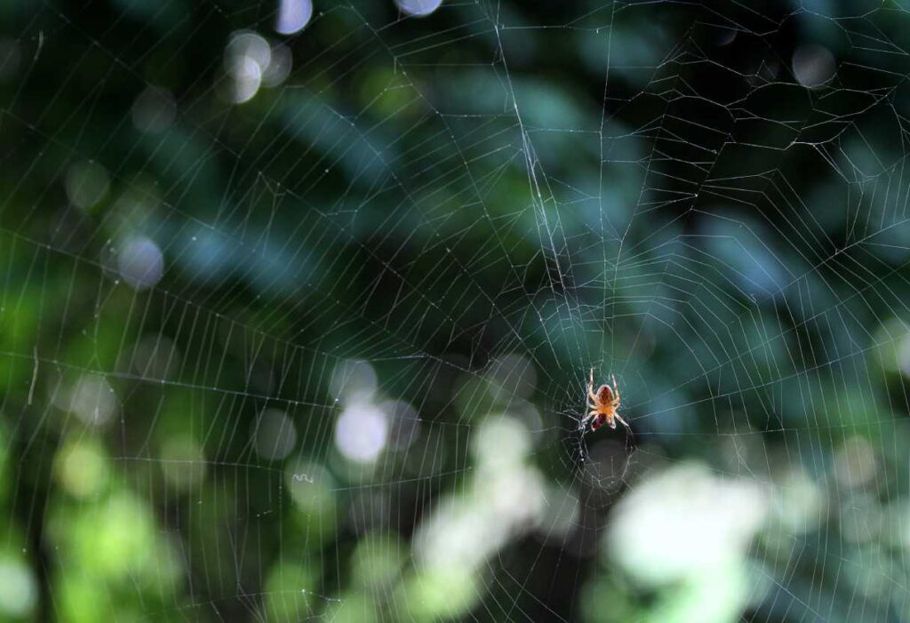 Spiritual meaning of removing cobwebs in a dream