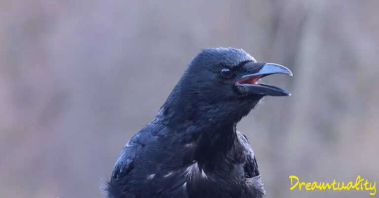 10 Spiritual Meanings of Crow Caws