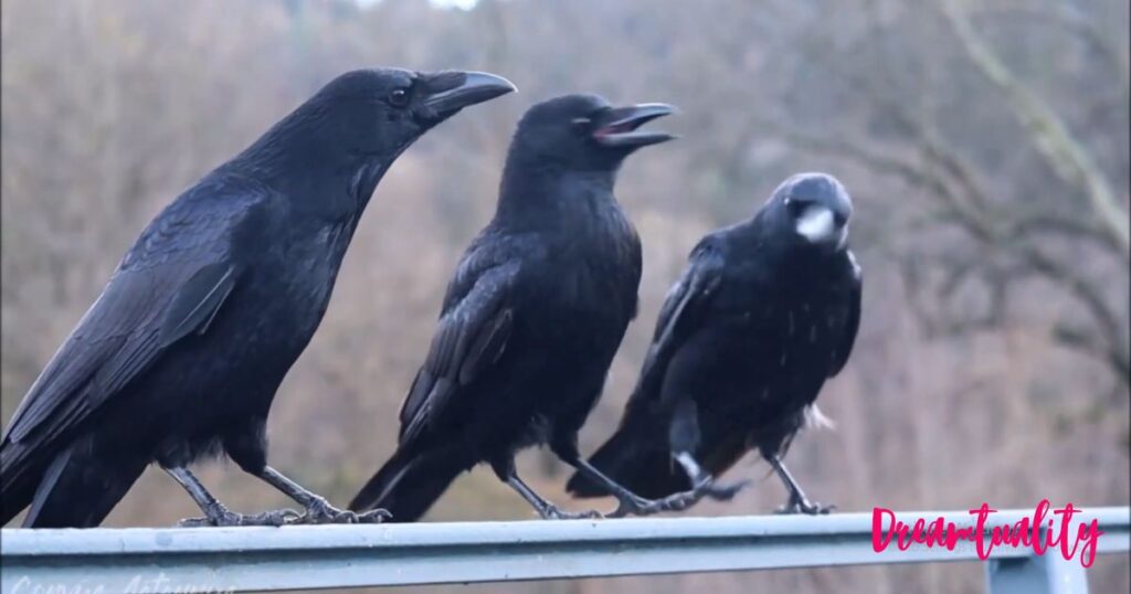 Three Crow Cawing Spiritual Meanings