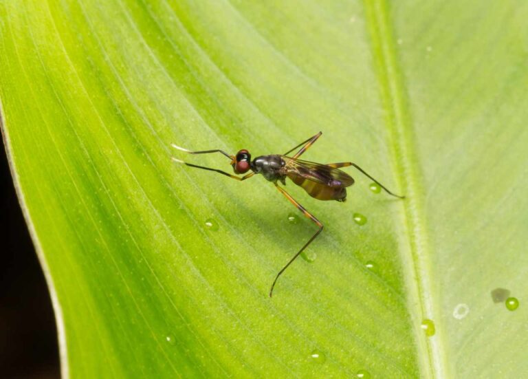 Spiritual Meanings of Gnats: Nature’s Tiny Messengers