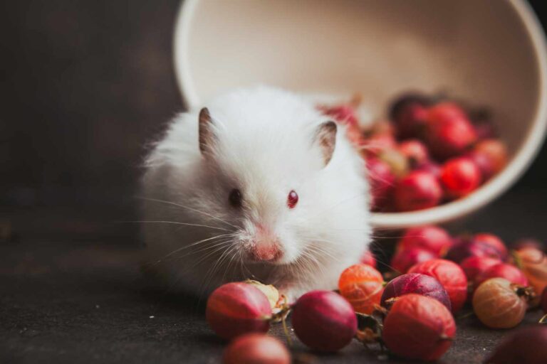 14 Spiritual Meaning of White Mice in Dreams