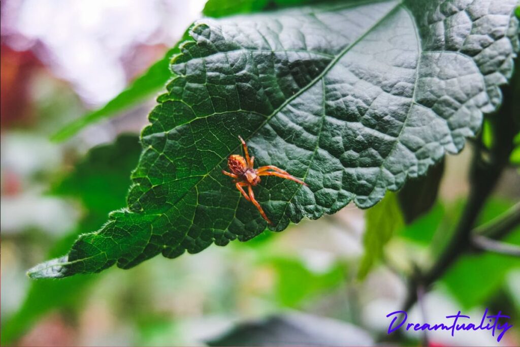 Spiritual meanings of seeing red spider