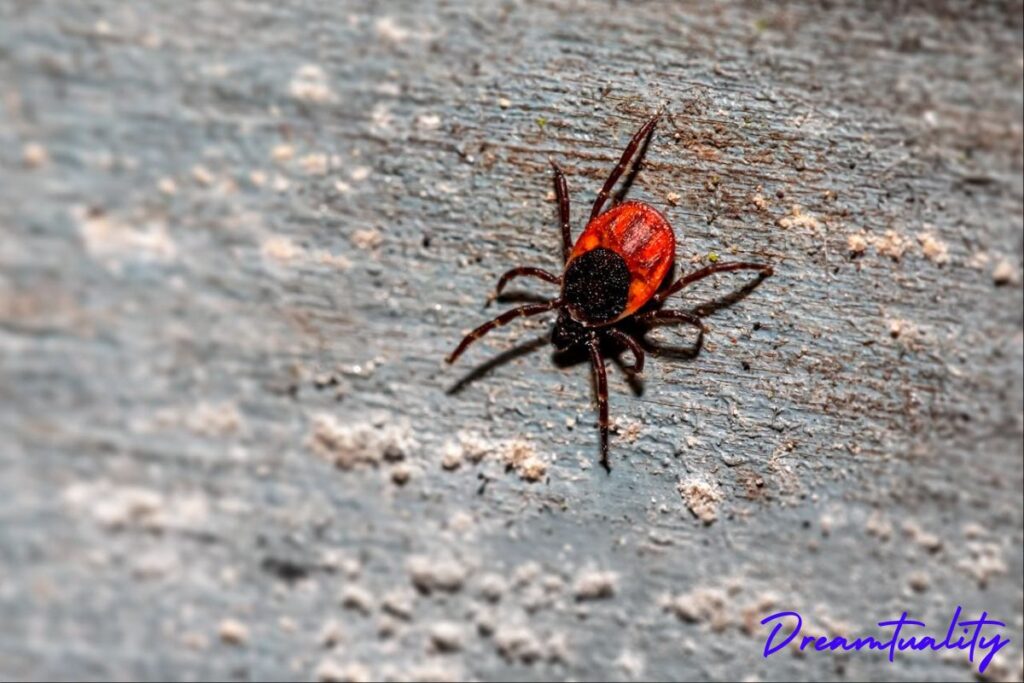 Red Spider