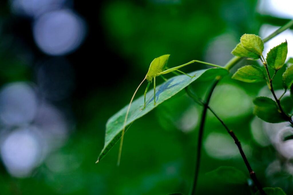 Seeing a green spider