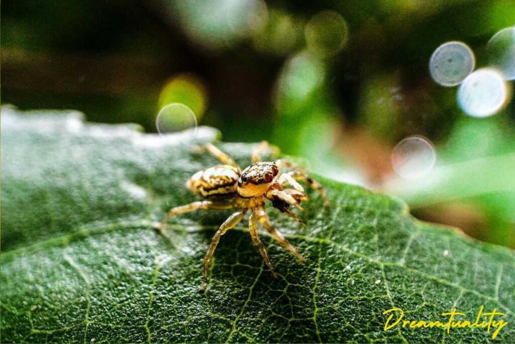 Spiritual Meanings of a Spider Crawling on You