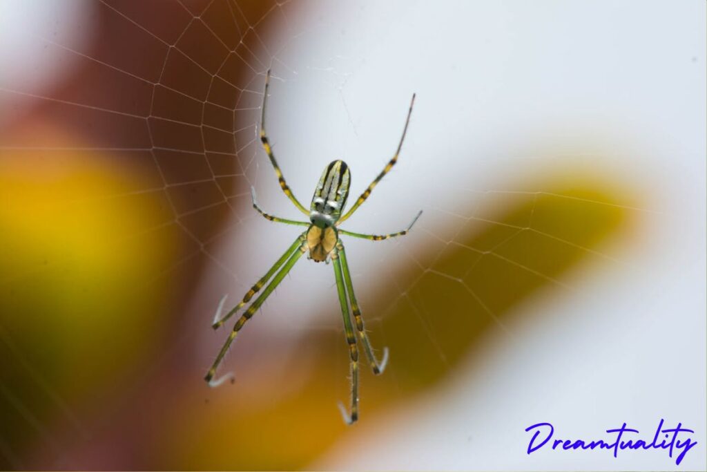 Spiritual Meanings of a Spider Crawling on You