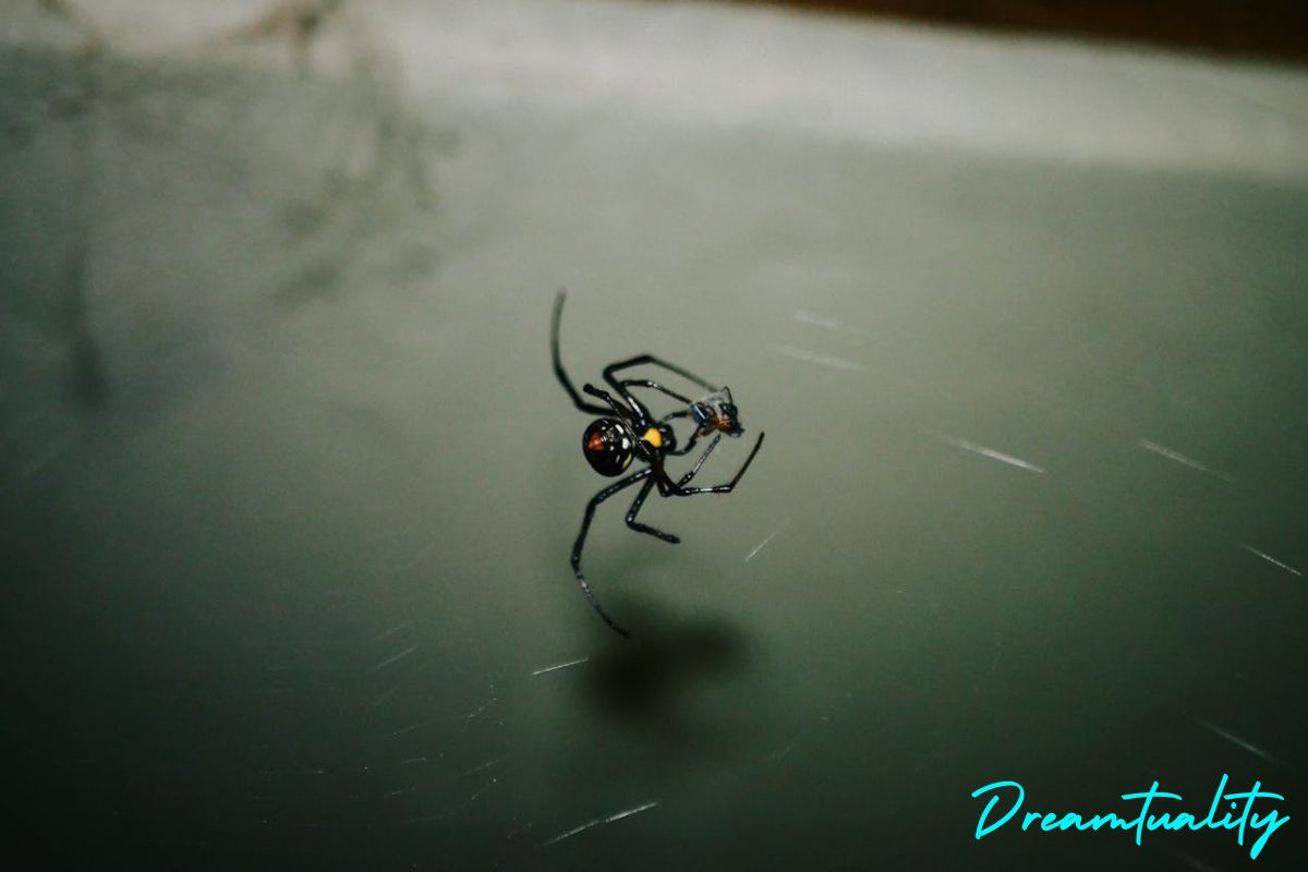 Spiritual meanings of black widow spider