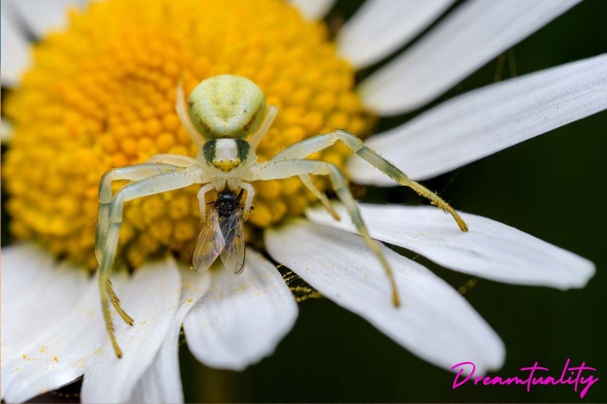 Spiritual meanings of spider bite