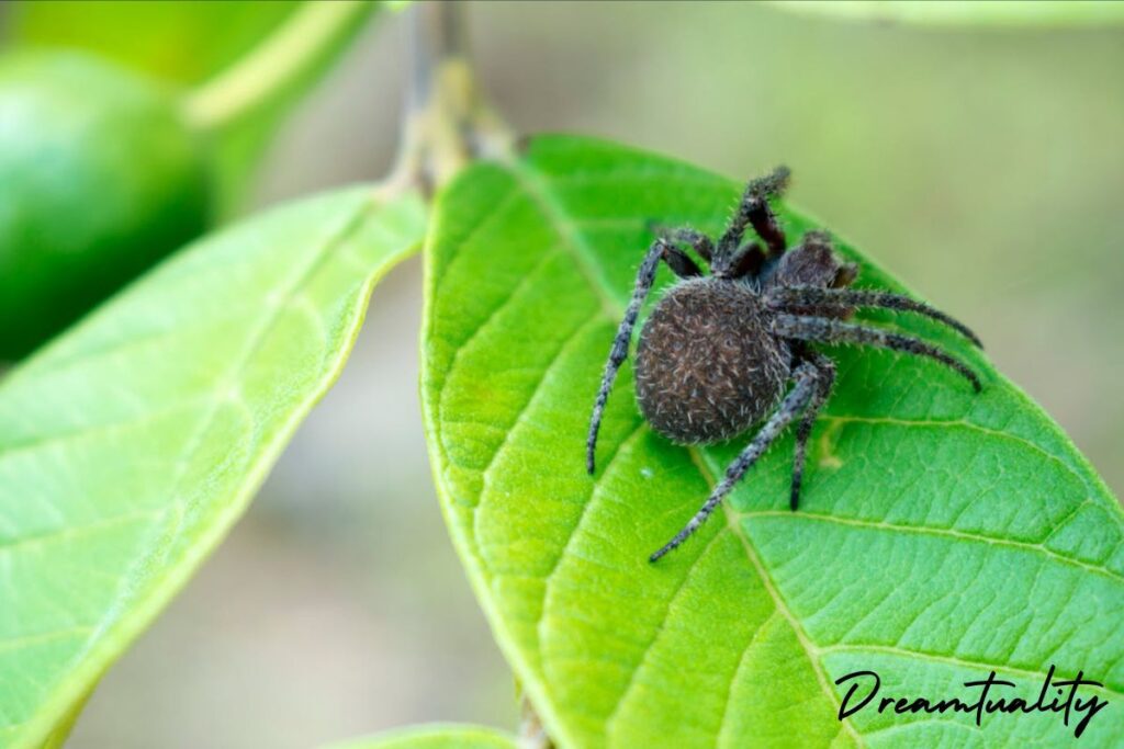 Spiritual meanings of black widow spider