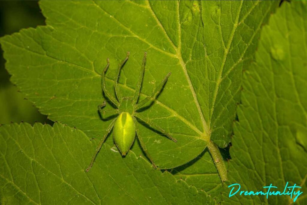 Spiritual meanings of seeing green spider