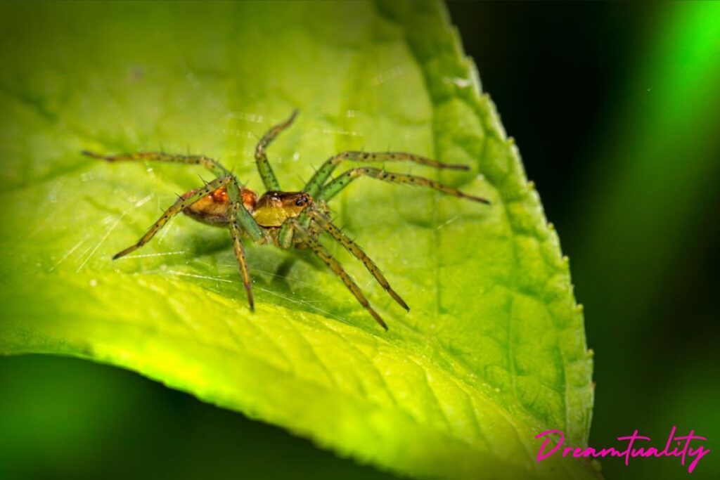 7 Spiritual Meanings of Seeing Green Spider