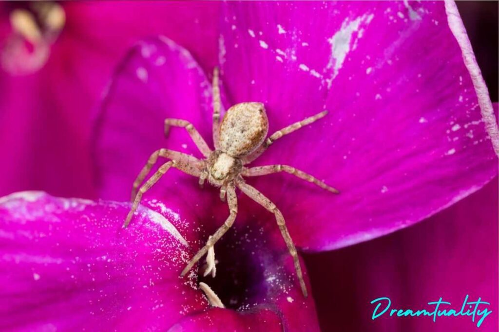 Spiritual Meanings of a Spider Crawling on You