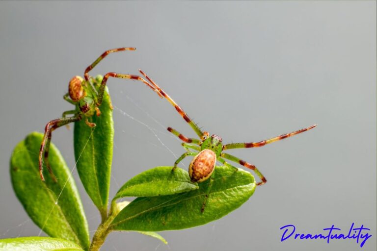 7 Spiritual meanings of seeing Spider in a dream