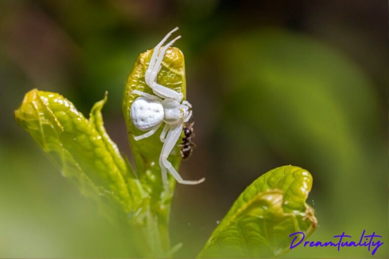 11 Spiritual Meanings of Seeing a White Spider