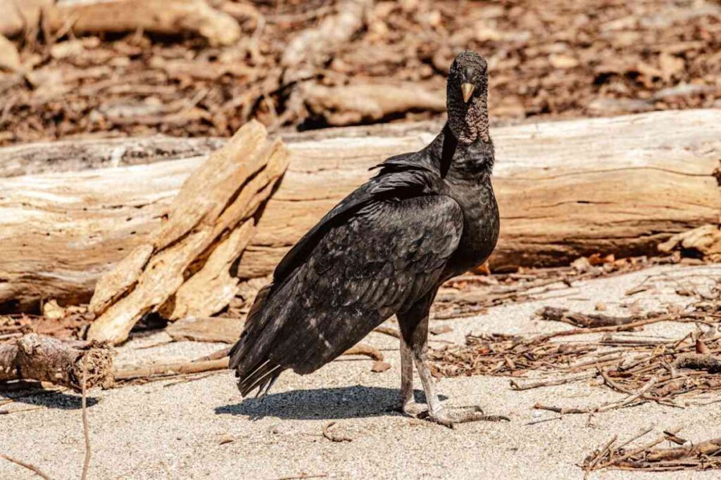 Seeing a black vulture