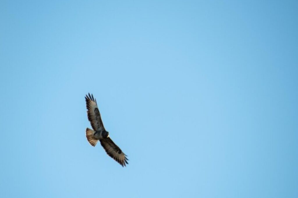 Seeing Black Vulture