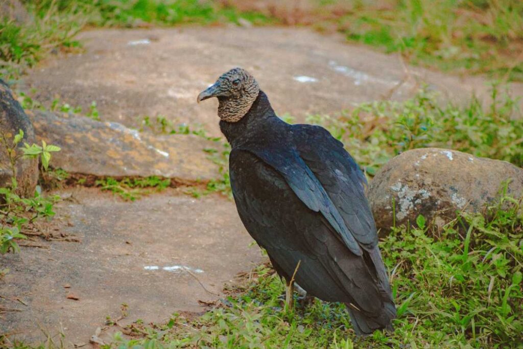 Seeing black vulture