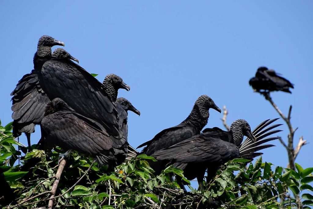 Spiritual meanings of seeing black vultures