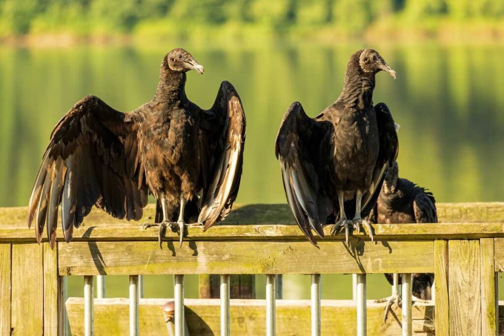 Seeing a black vulture