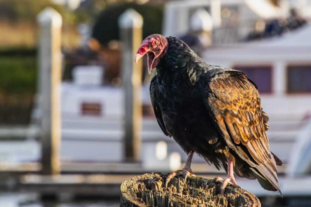 Seeing Black Vultures