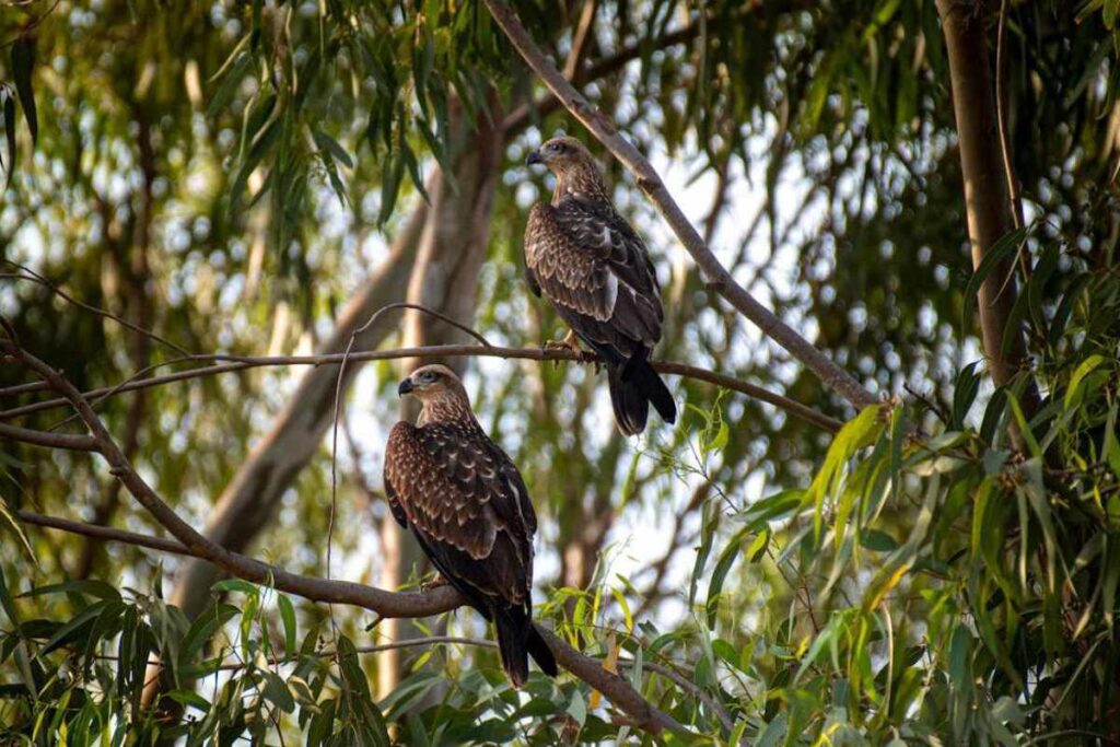 Spiritual Meanings of Seeing Two Hawks Together