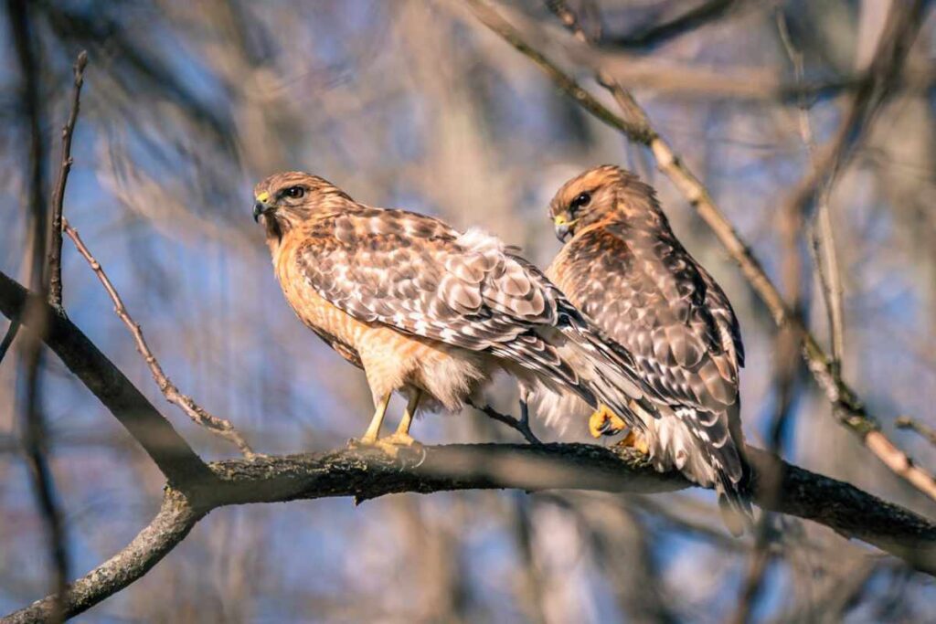 Seeing two Hawks together