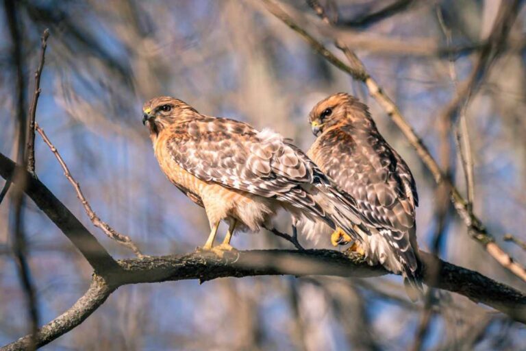 10 Spiritual Meanings of Seeing Two Hawks Together