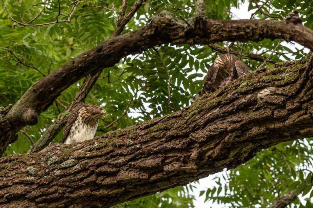 Spiritual Meanings of Seeing Two Hawks Together