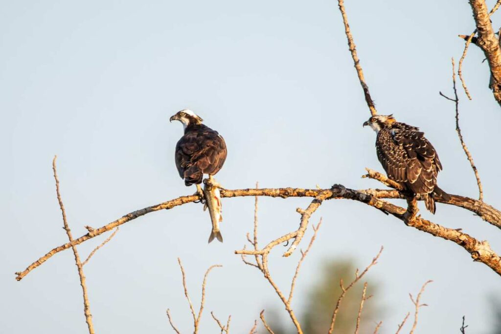 Seeing Two Hawks Together