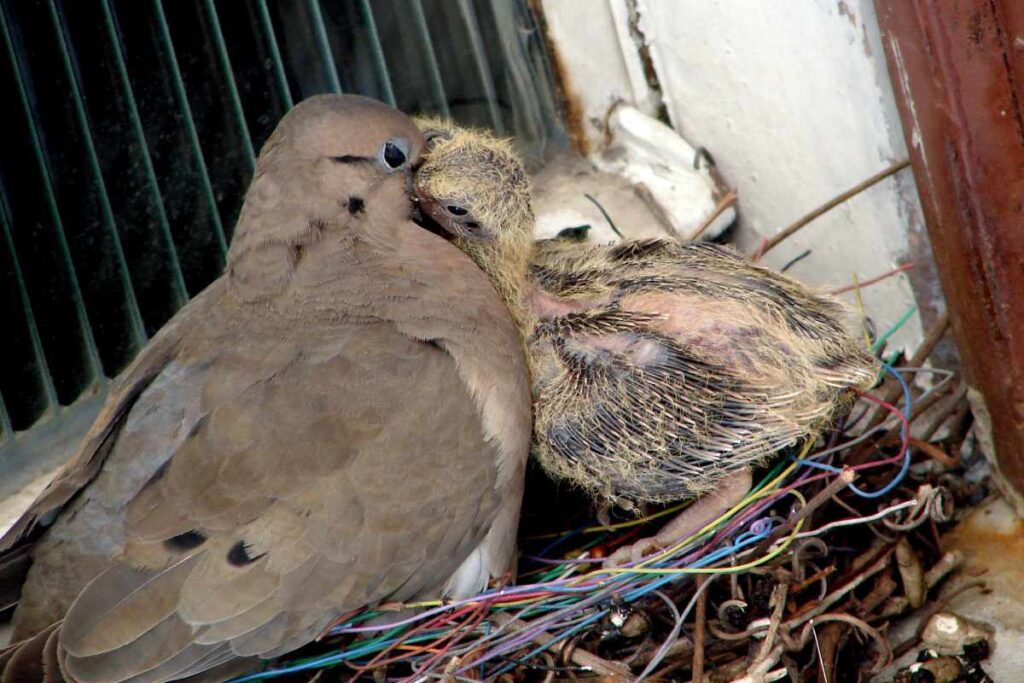 Spiritual Meanings of a Bird's Nest at the Front Door