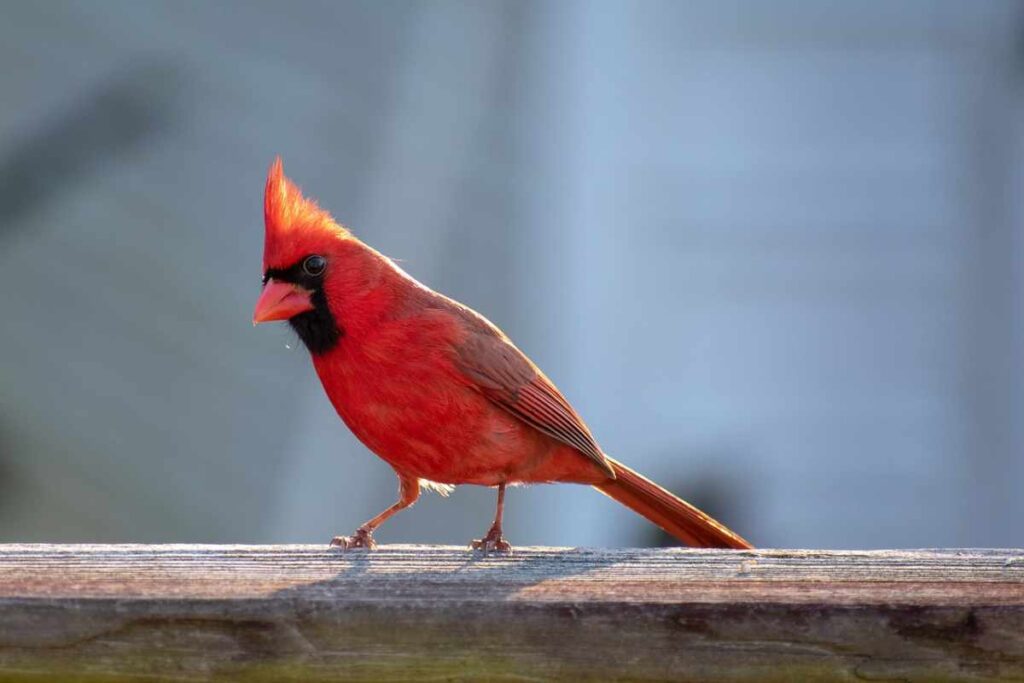 Cardinal Tapping on Your Window