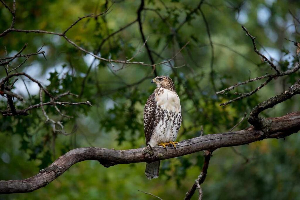 Spiritual meanings of seeing Hawk