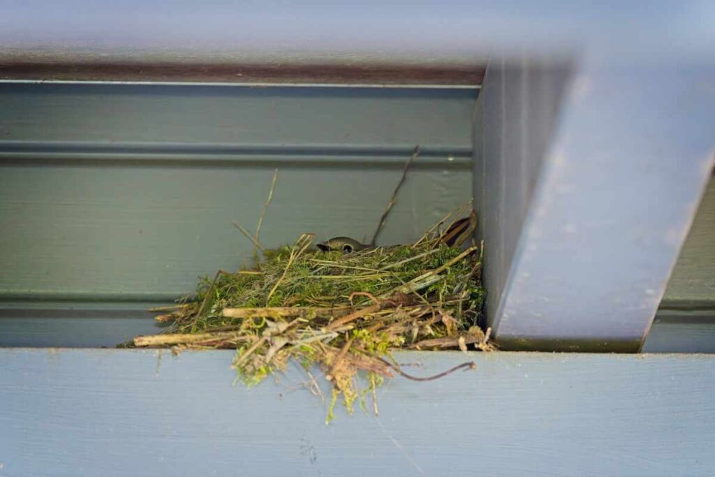 A Bird's Nest at the Front Door