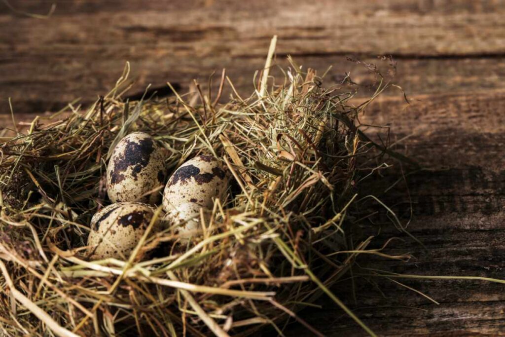 A Bird's Nest at the Front Door