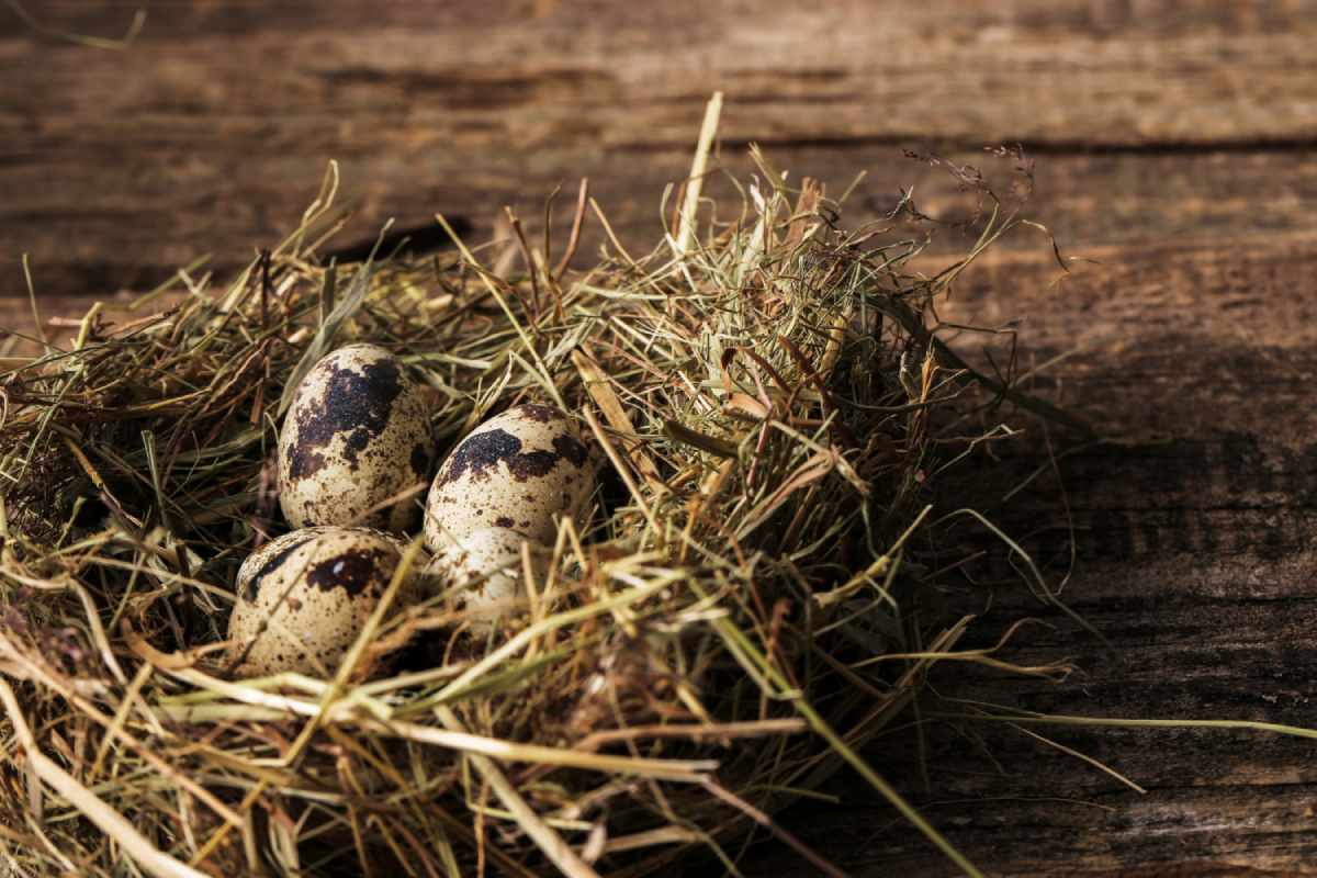 A Bird's Nest at the Front Door