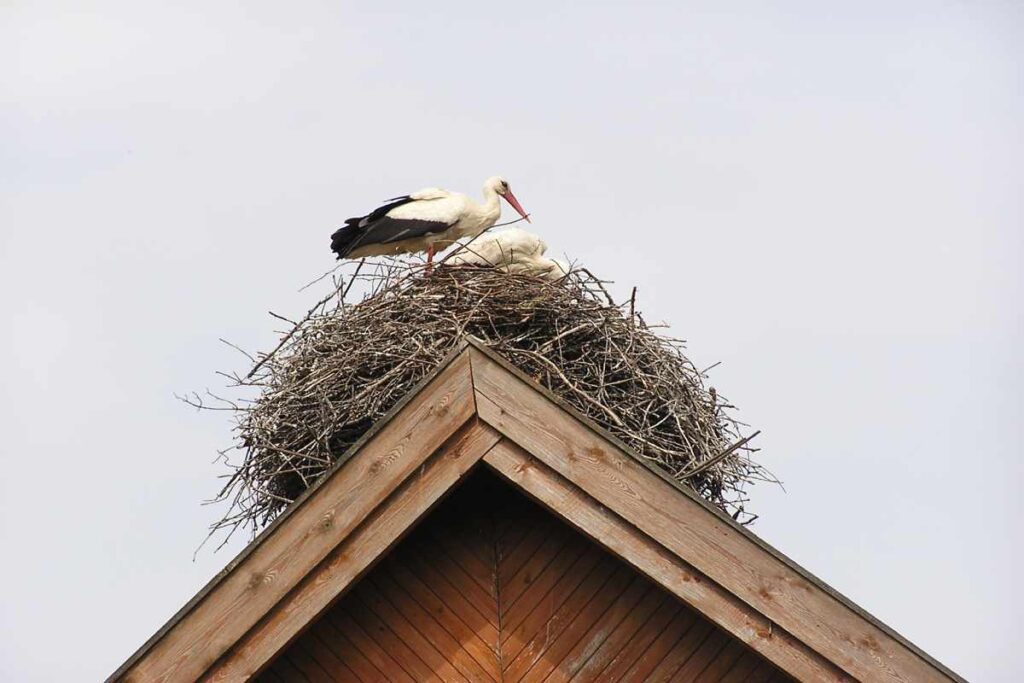 Spiritual Meanings of a Bird's Nest at the Front Door