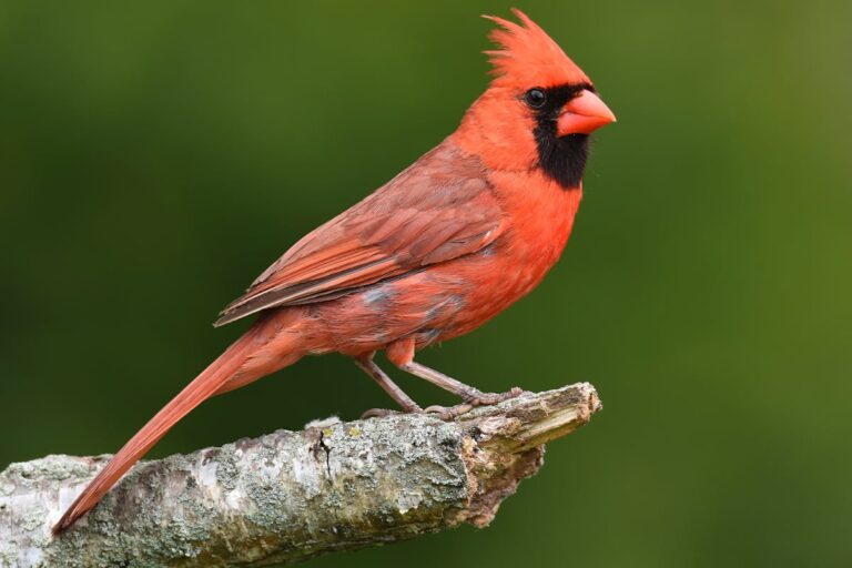 7 Spiritual Meanings of a Cardinal Tapping on Your Window