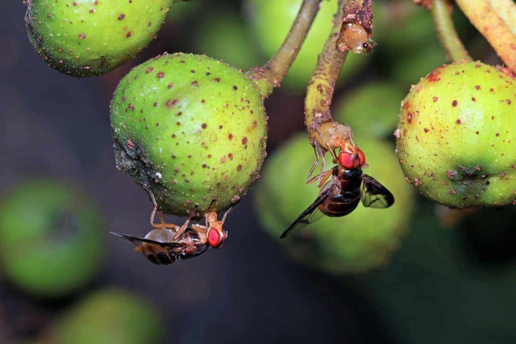 Spiritual Meanings of Fruit Flies