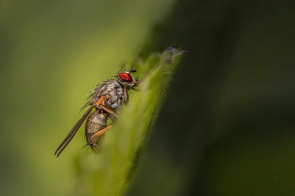 Spiritual Meanings of Fruit Flies