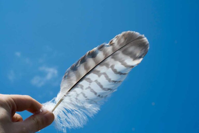 11 Spiritual Meanings of Finding a Hawk Feather