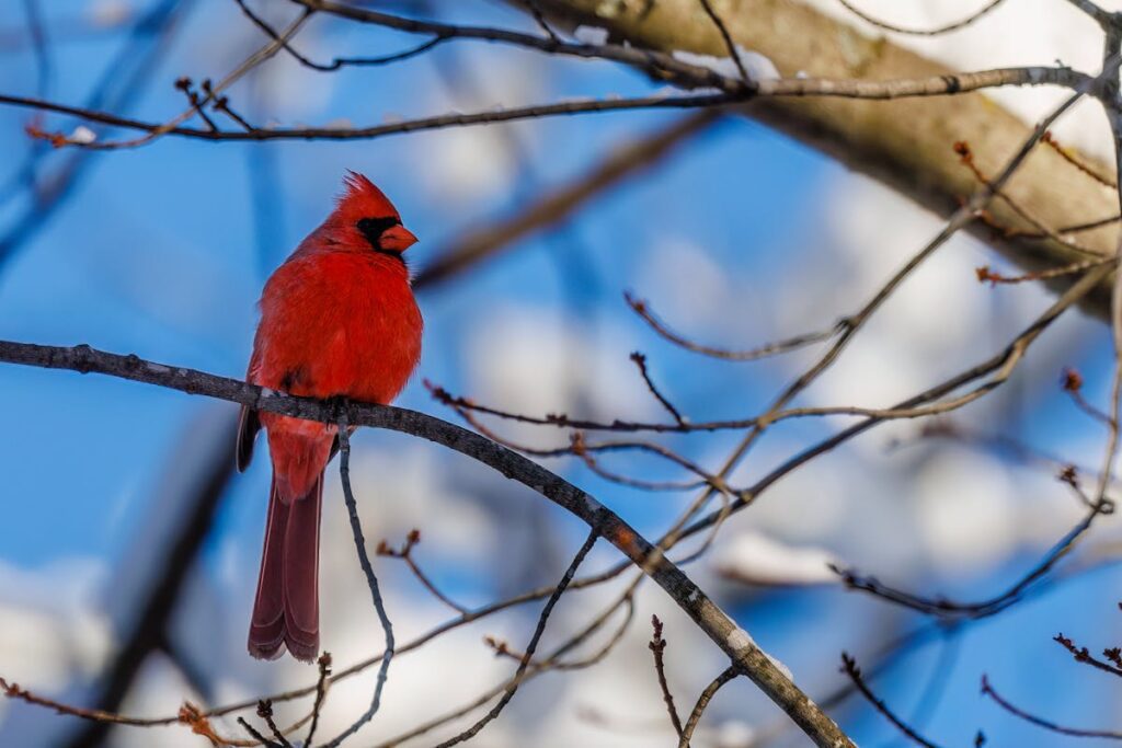 Spiritual Meanings of a Cardinal Tapping on Your Window