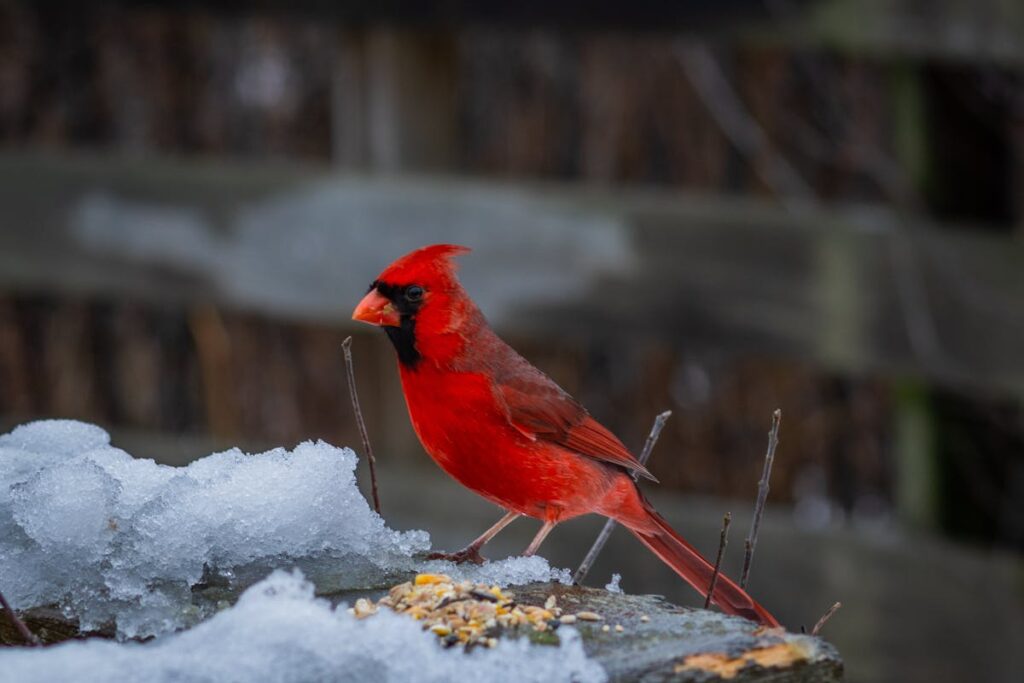 Spiritual Meanings of a Cardinal Tapping on Your Window